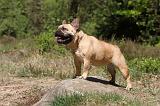 BOULEDOGUE FRANCAIS 452